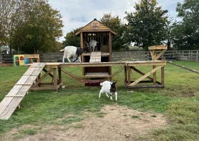Products-goat run